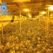 Cae una banda dedicada al cultivo de marihuana e intervienen 985 plantas en una nave en Manilva