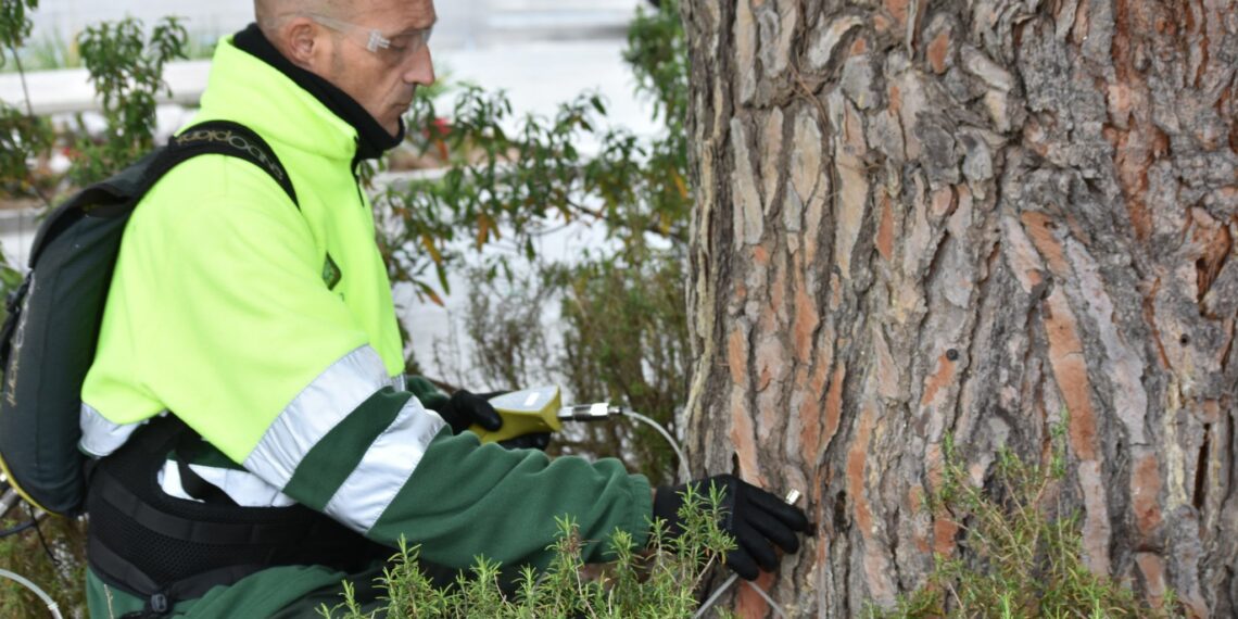 Trabajos en Marbella para evitar la aparición de la procesionaria en parques y grandes zonas verdes
