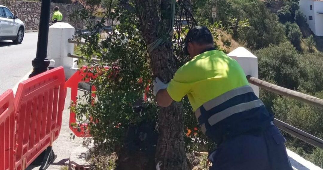 Casares planta un nuevo chaparro en la carretera.