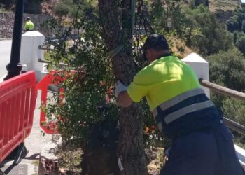 Casares planta un nuevo chaparro en la carretera.
