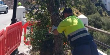 Casares planta un nuevo chaparro en la carretera.