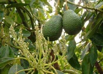 Asaja alerta de que el campo malagueño está «al borde del desastre por la desesperada situación de sequía»