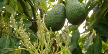 Asaja alerta de que el campo malagueño está «al borde del desastre por la desesperada situación de sequía»