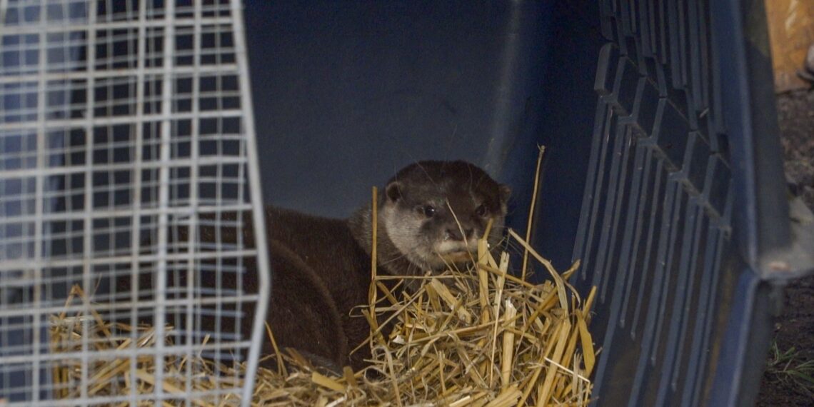 La nutria más pequeña del mundo ya puede visitarse en el parque Sea Life Benalmádena