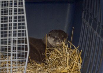 La nutria más pequeña del mundo ya puede visitarse en el parque Sea Life Benalmádena