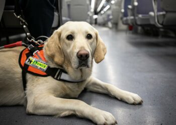 La ONCE en Andalucía reclama no distraer la atención de los perros guía mientras caminan junto a una persona ciega