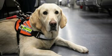 La ONCE en Andalucía reclama no distraer la atención de los perros guía mientras caminan junto a una persona ciega