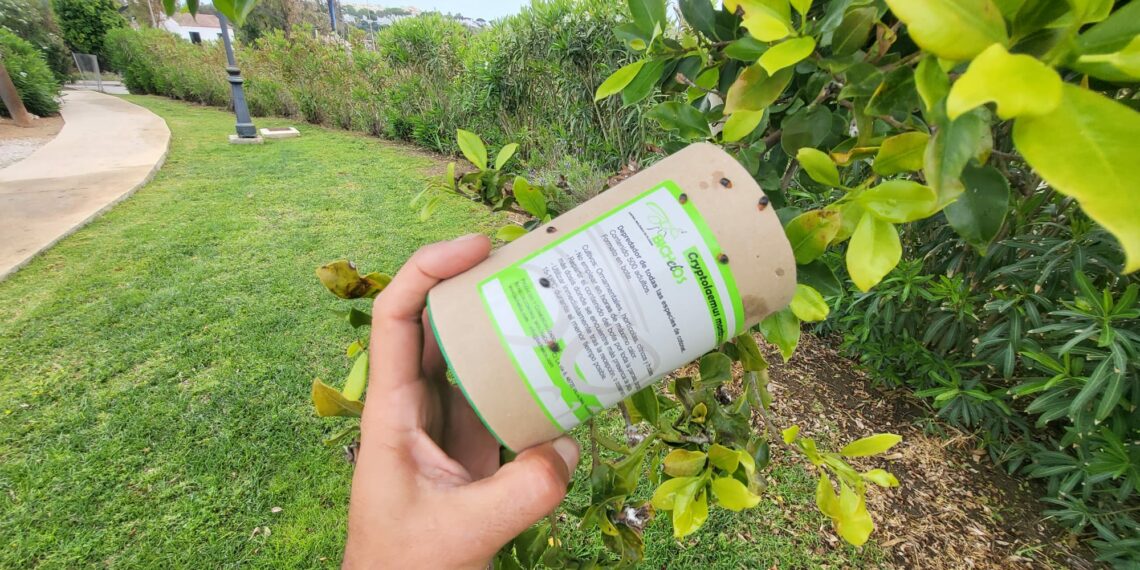 Control biológico en las zonas ajardinadas de Casares Costa.