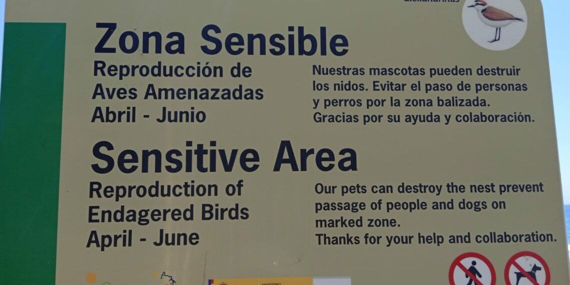 El Ayuntamiento de Casares lucha por proteger la población de chorlitejo en el litoral