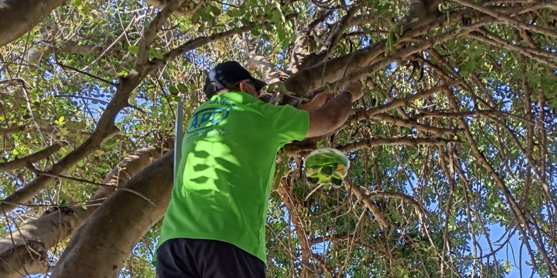 Trabajos para controlar la peligrosidad de la avispa asiática en Manilva