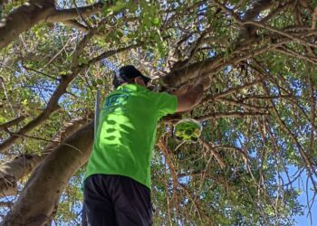 Trabajos para controlar la peligrosidad de la avispa asiática en Manilva