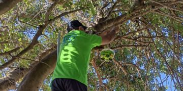 Trabajos para controlar la peligrosidad de la avispa asiática en Manilva