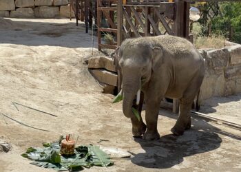 Bogor cumple 11 años en Selwo Aventura