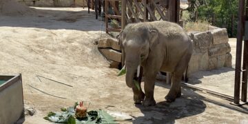 Bogor cumple 11 años en Selwo Aventura