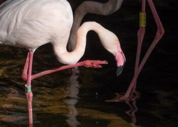 Bioparc Fuengirola, único punto de Málaga para la reproducción de los flamencos