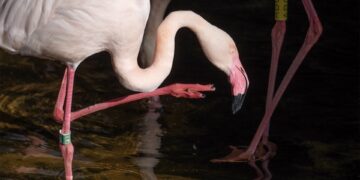 Bioparc Fuengirola, único punto de Málaga para la reproducción de los flamencos