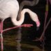 Bioparc Fuengirola, único punto de Málaga para la reproducción de los flamencos