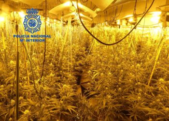 Intervienen 1.000 plantas de marihuana al desmantelar cuatro laboratorios en varios pisos de Málaga