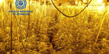 Intervienen 1.000 plantas de marihuana al desmantelar cuatro laboratorios en varios pisos de Málaga