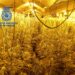 Intervienen 1.000 plantas de marihuana al desmantelar cuatro laboratorios en varios pisos de Málaga