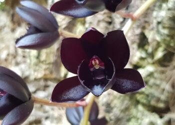 El Orquidario de Estepona consigue llegar a más de 3 millones de visualizaciones en sus redes sociales