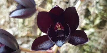 El Orquidario de Estepona consigue llegar a más de 3 millones de visualizaciones en sus redes sociales