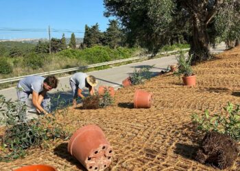 Avanza el proyecto de embellecimiento de la carretera a Casares desde Costa
