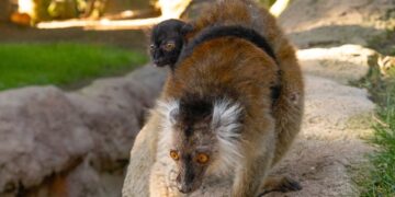 Nace una cría de lémur negro en Bioparc Fuengirola