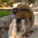Nace una cría de lémur negro en Bioparc Fuengirola