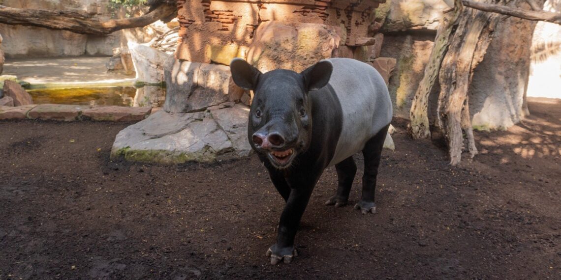Bioparc Fuengirola da la bienvenida a Mekong, un nuevo macho de tapir malayo