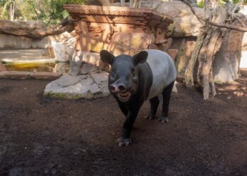 Bioparc Fuengirola da la bienvenida a Mekong, un nuevo macho de tapir malayo