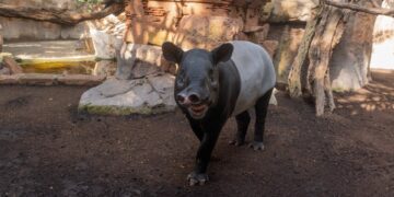 Bioparc Fuengirola da la bienvenida a Mekong, un nuevo macho de tapir malayo