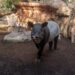 Bioparc Fuengirola da la bienvenida a Mekong, un nuevo macho de tapir malayo