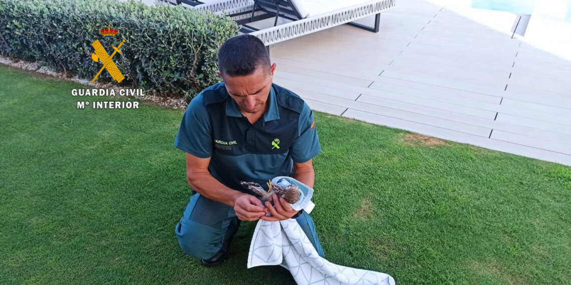 La Guardia Civil rescata un cernícalo atrapado en la chimenea de una vivienda en Benahavís