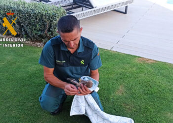 La Guardia Civil rescata un cernícalo atrapado en la chimenea de una vivienda en Benahavís