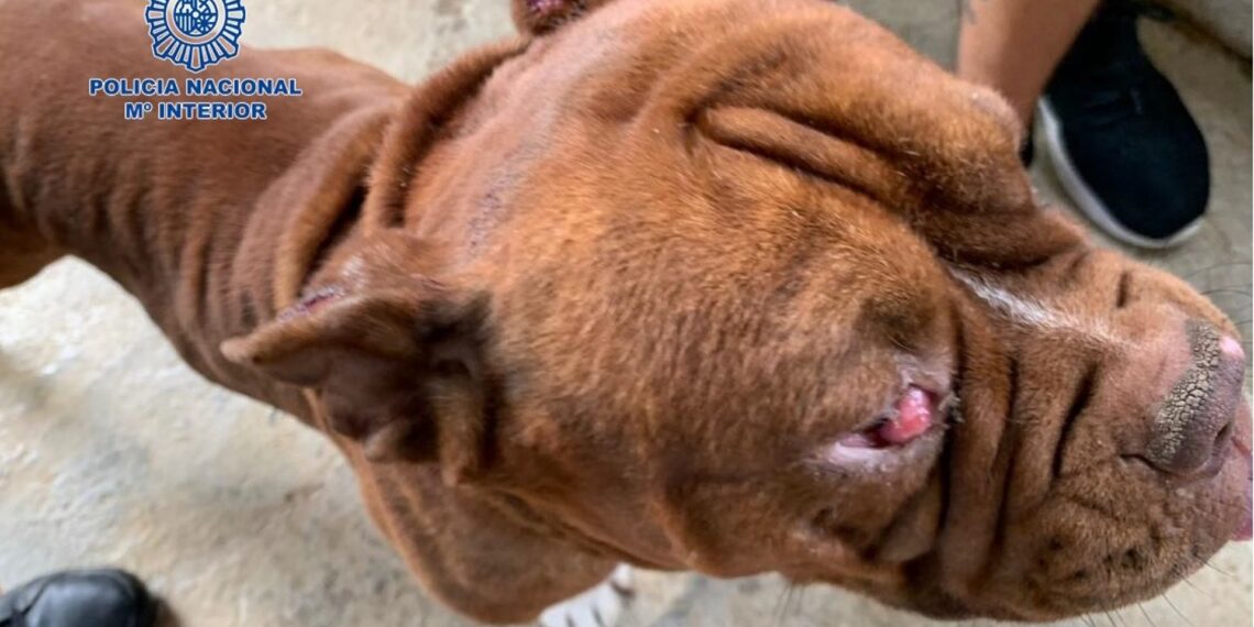 Policía Nacional descubre dos criaderos ilegales de animales en Mijas al intentar rescatar a una perra