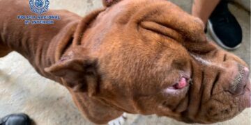 Policía Nacional descubre dos criaderos ilegales de animales en Mijas al intentar rescatar a una perra