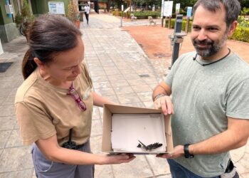 La Junta de Andalucía y voluntarios colaboran en proyectos para la cría de vencejos