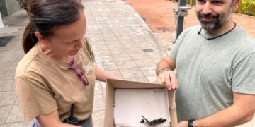 La Junta de Andalucía y voluntarios colaboran en proyectos para la cría de vencejos