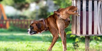 Benahavís lanza una campaña para evitar la presencia de orina de perro en sus calles