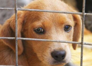 Fuengirola mantiene activa la campaña de adopción gratuita de mascotas