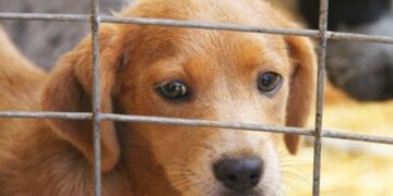 Fuengirola mantiene activa la campaña de adopción gratuita de mascotas