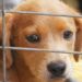 Fuengirola mantiene activa la campaña de adopción gratuita de mascotas
