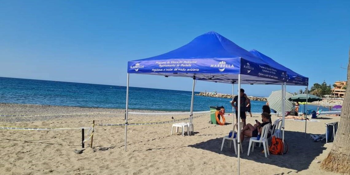 Una tortuga boba anida en una playa de Marbella