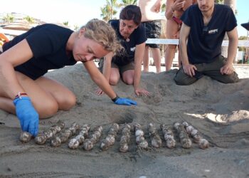 Bioparc Fuengirola colabora incubando algunos de los huevos desovados por una tortuga boba en Marbella