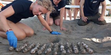 Bioparc Fuengirola colabora incubando algunos de los huevos desovados por una tortuga boba en Marbella