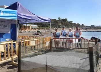 La playa bajo el hotel Gualdapín Banús, con un nido con 60 huevos de tortuga boba