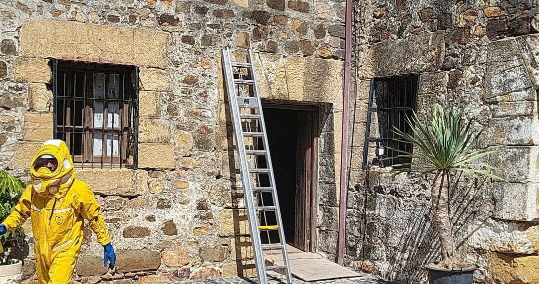 La avispa asiática provoca el cierre del monumento del Castillo