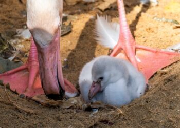 Nacen nuevas crías de flamenco en Bioparc Fuengirola
