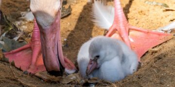 Nacen nuevas crías de flamenco en Bioparc Fuengirola